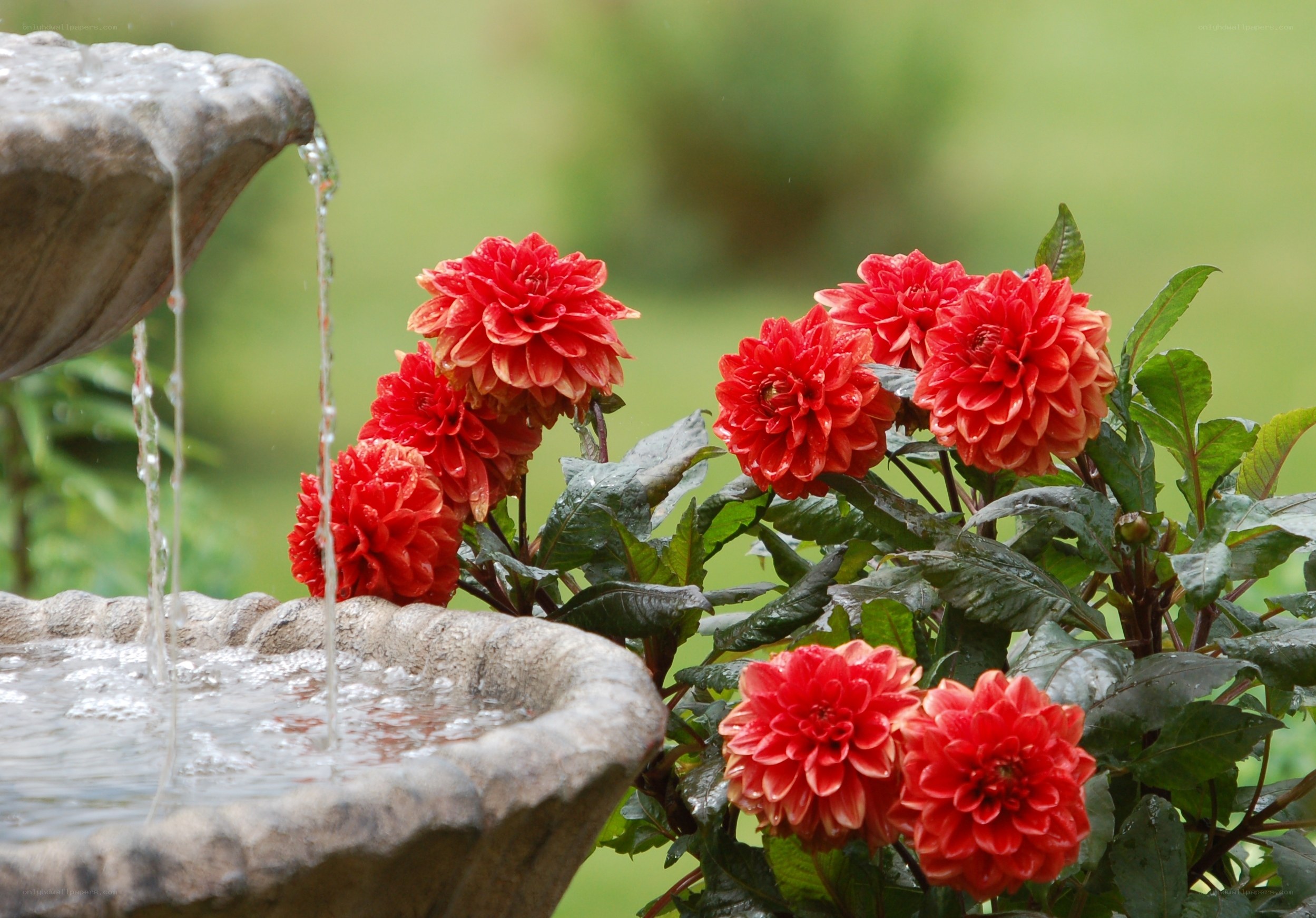 Red dahlias by a stone fountain