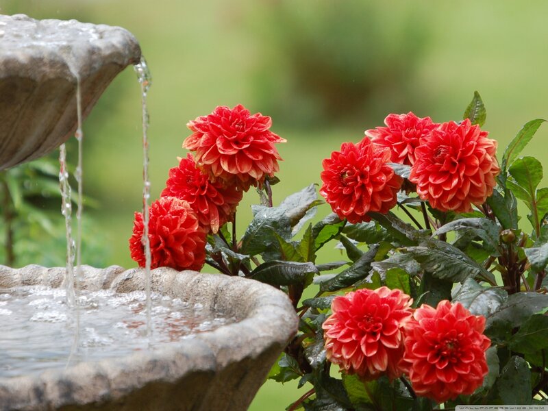 Red Dahlias by Fountain