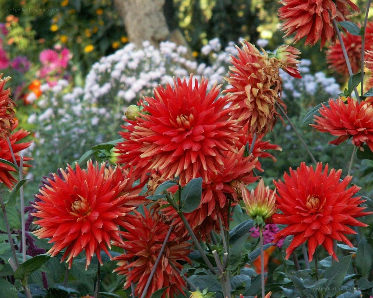 Red dahlias in a garden
