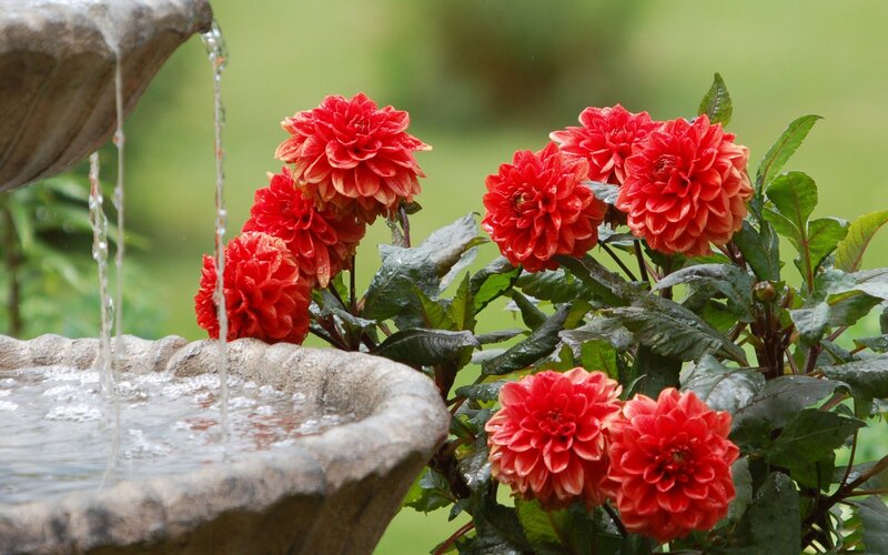 Red Dahlias Near Fountain