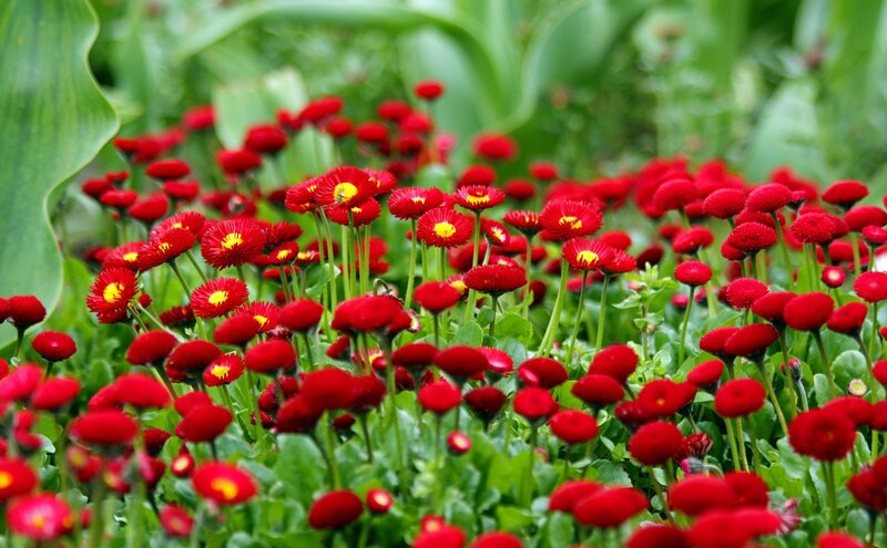 Red daisies in a garden
