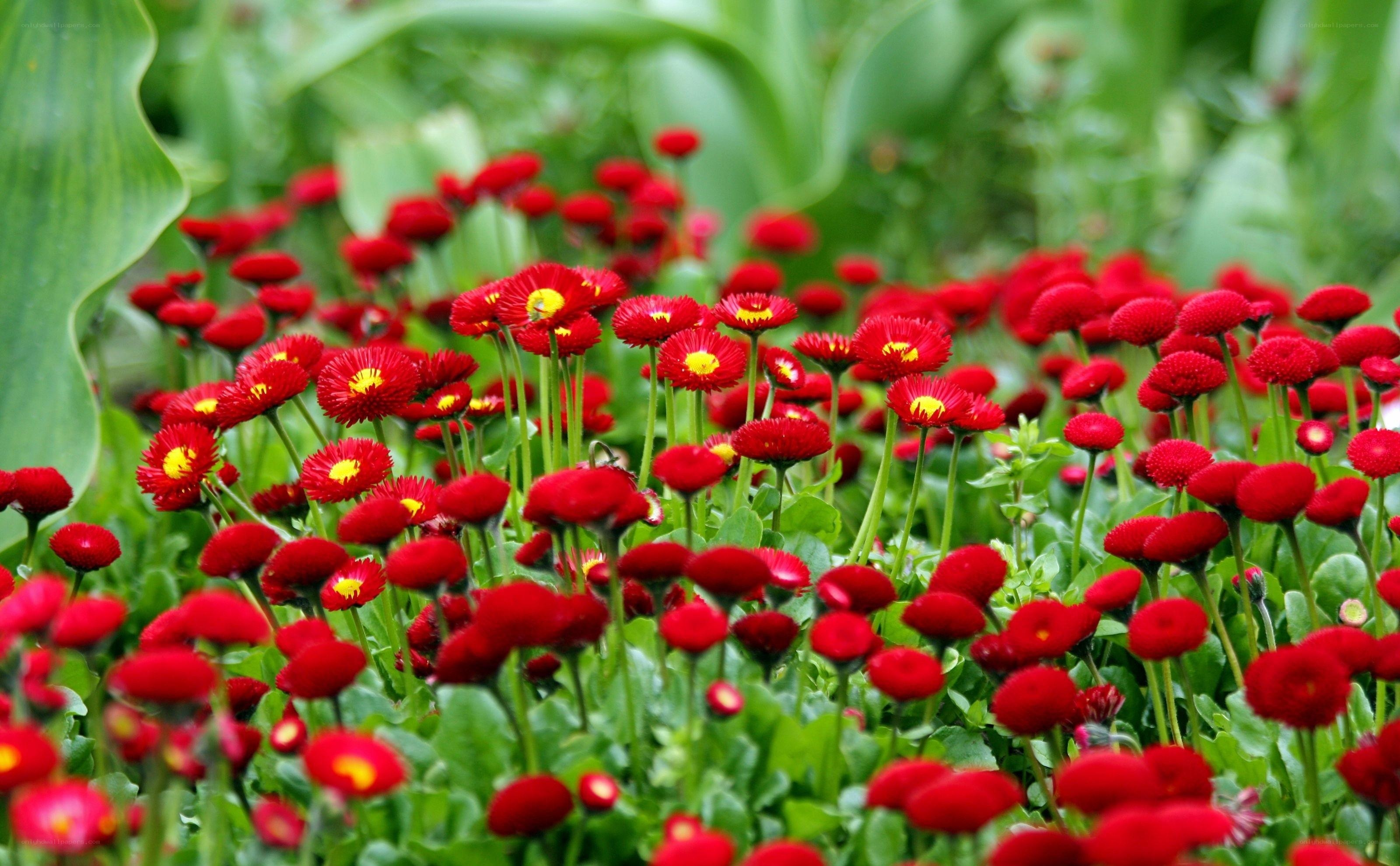 Red daisies in a garden