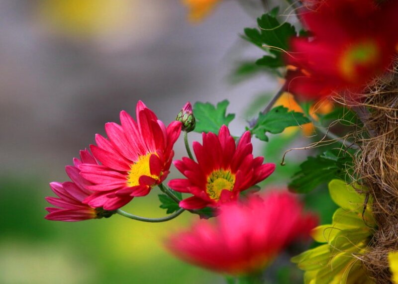 Red Daisies in Bloom
