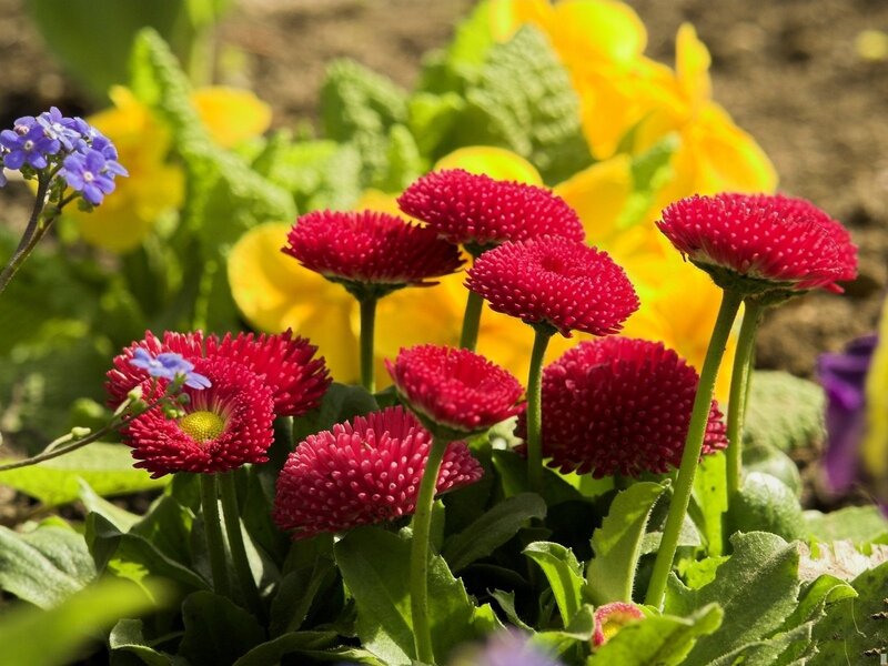Red Daisies in Garden — Bright