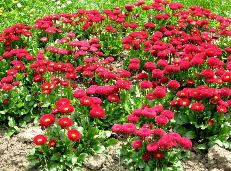Red Daisies in Garden — Calm, Afternoon