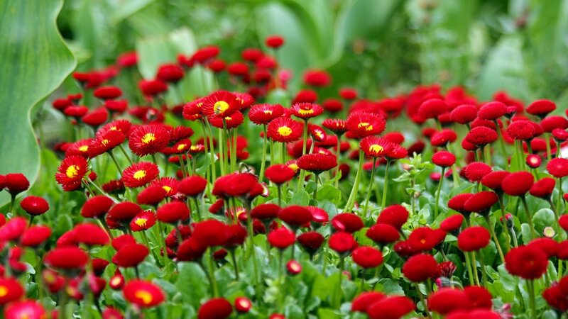 Red Daisies in Garden — Calm