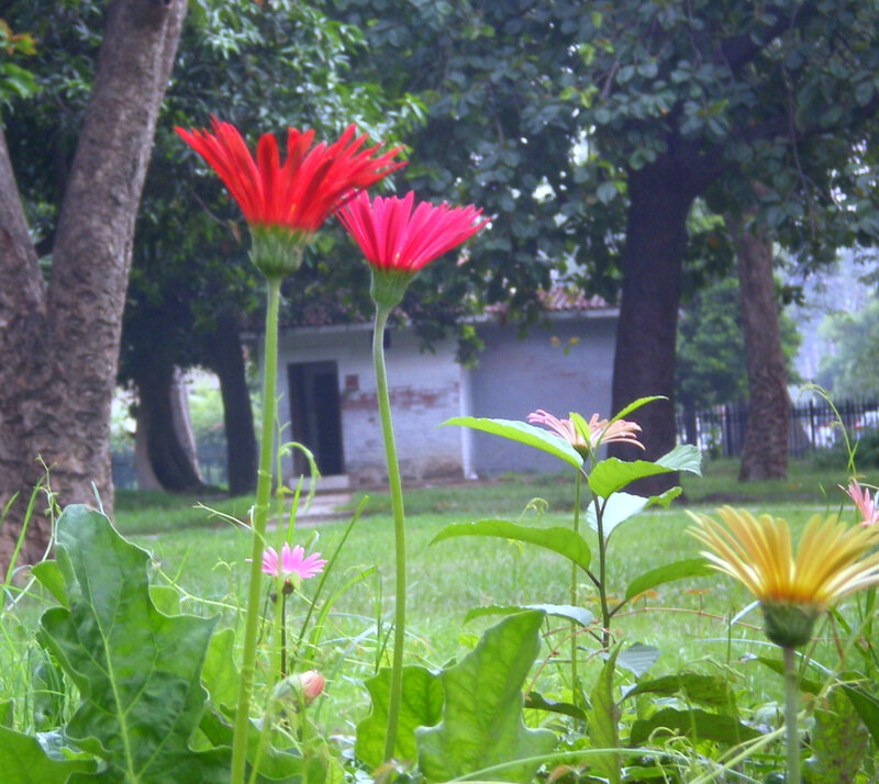 Red Daisies in Garden