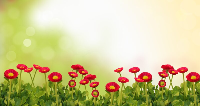 Red Daisies in Green Field