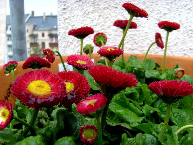Red Daisies in Pot