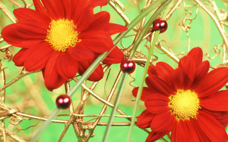 Red Daisies with Gold Twigs