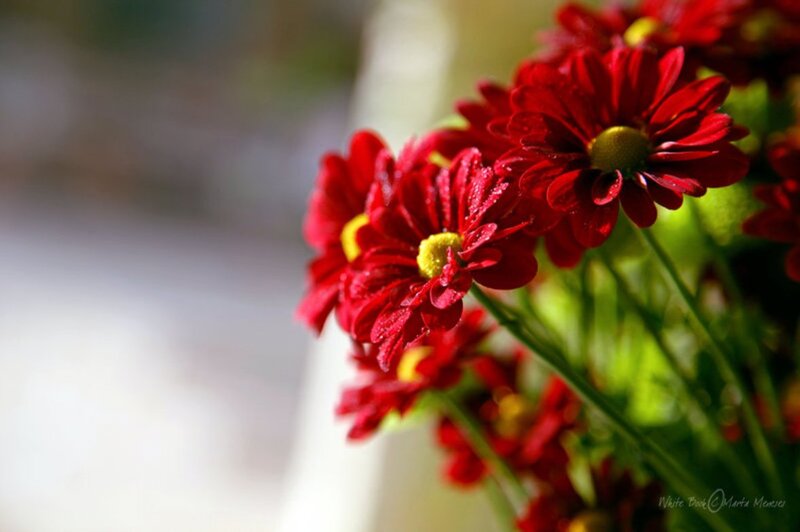 Red Daisies with Water Droplets — Serene