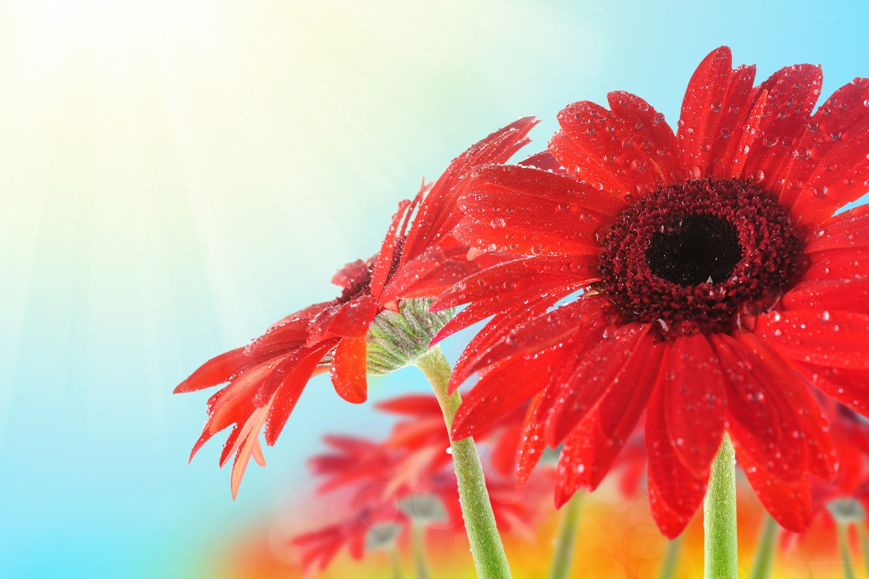 Red daisies with water droplets