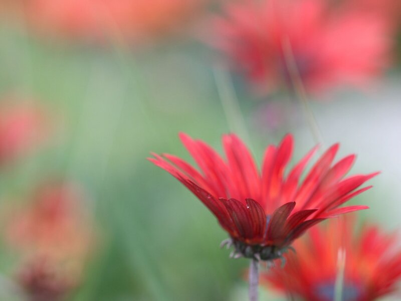 Red Daisy Flower — Calm