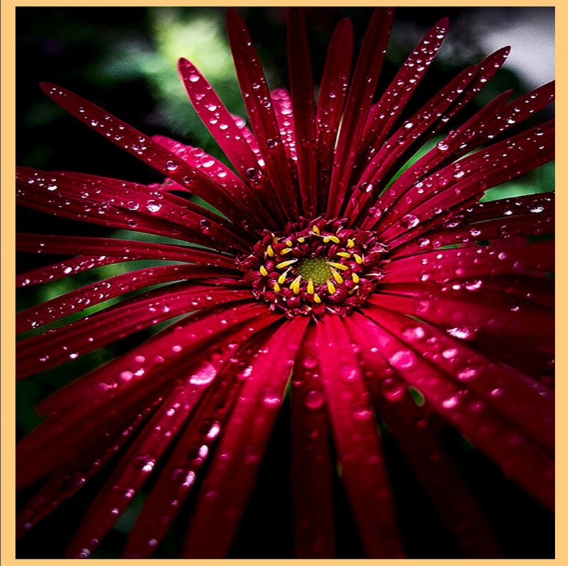 Red Daisy Flower — Dramatic