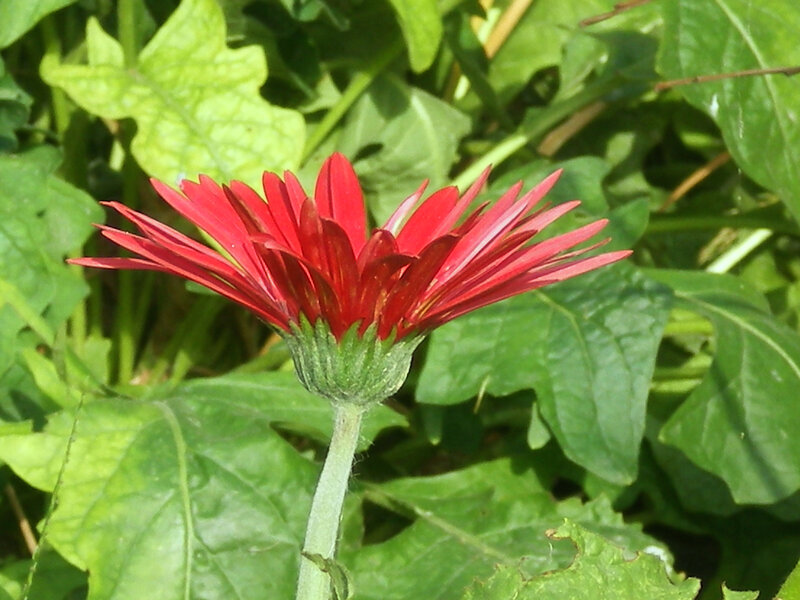 Red daisy flower in garden