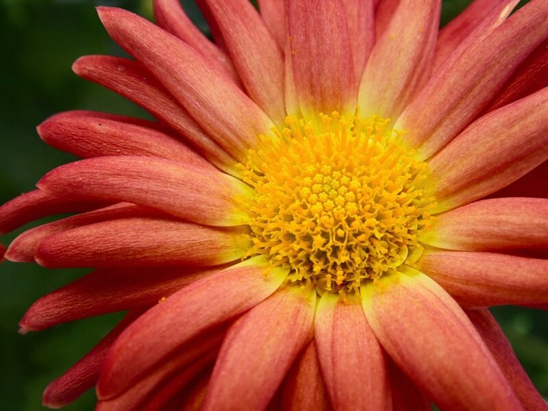 Red Daisy Flower — Natural, Photograph
