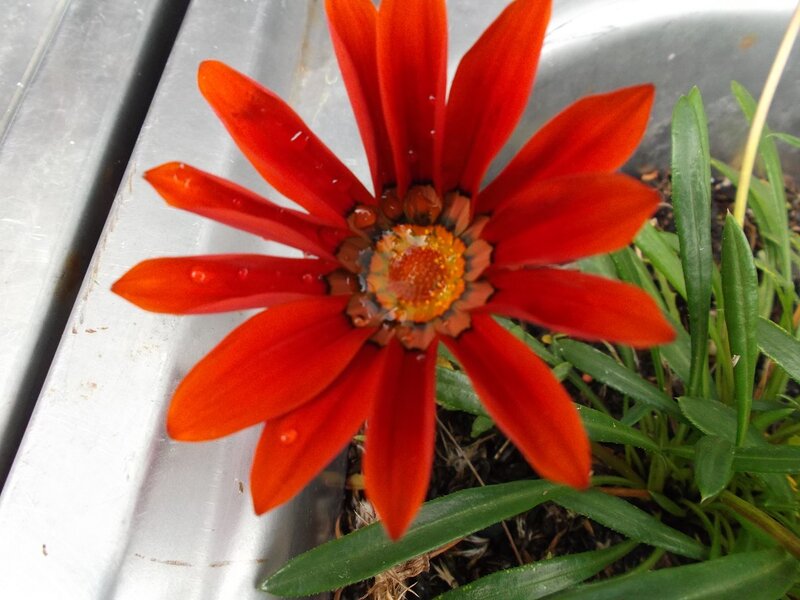 Red Daisy Flower — Natural