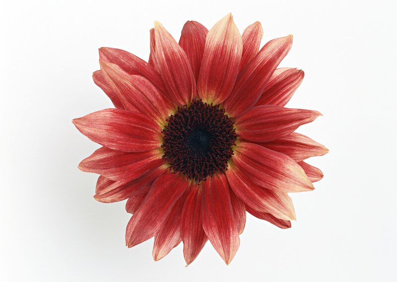 red daisy flower