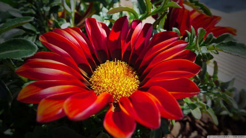 Red Daisy Flower — Vibrant, Afternoon