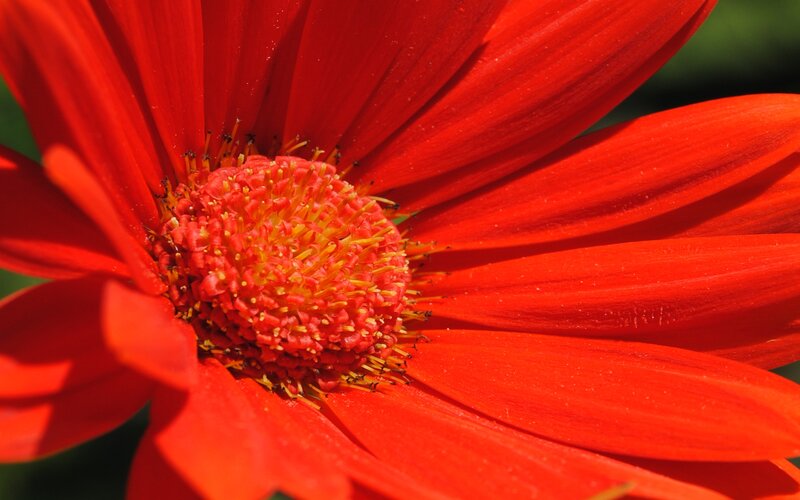 Red Daisy Flower — Vibrant