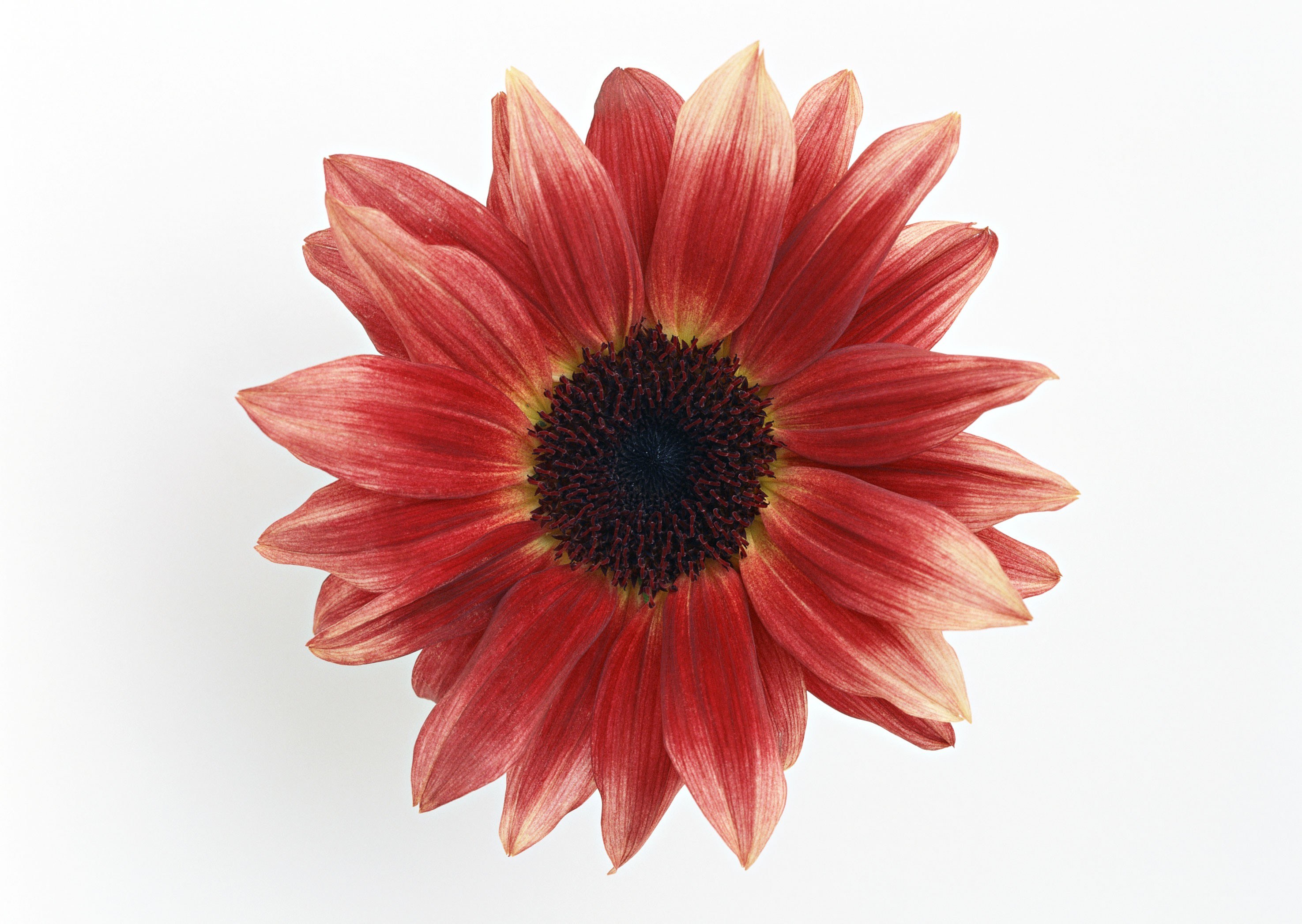 red daisy flower