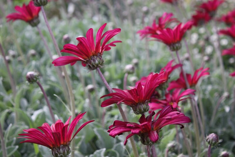 Red Daisy Flowers — Calm