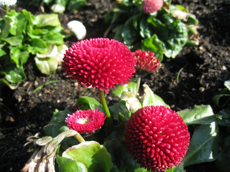 Red Daisy Flowers — Natural, Afternoon