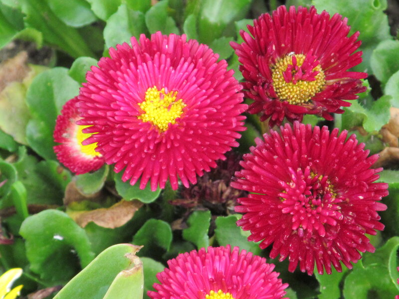 Red Daisy Flowers — Natural