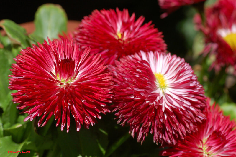 Red Daisy Flowers