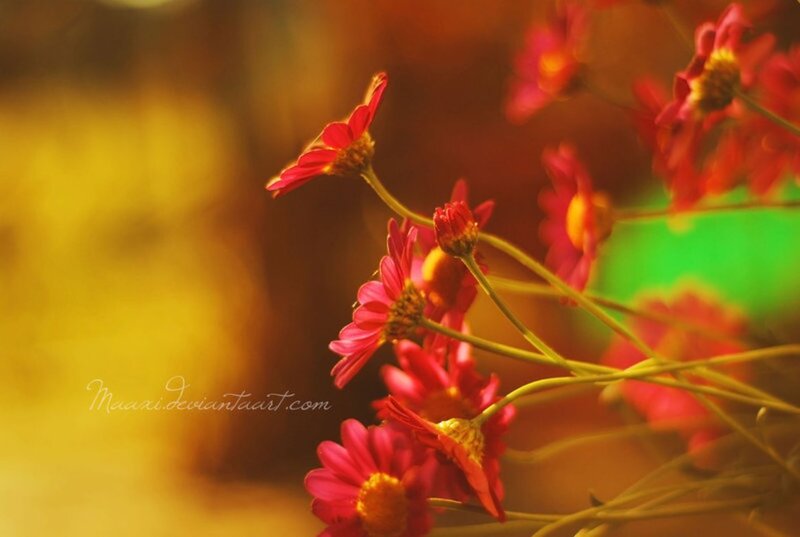 Red Daisy Flowers — Warm