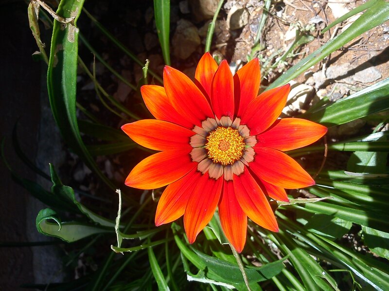 Red Daisy-like Flower — Natural