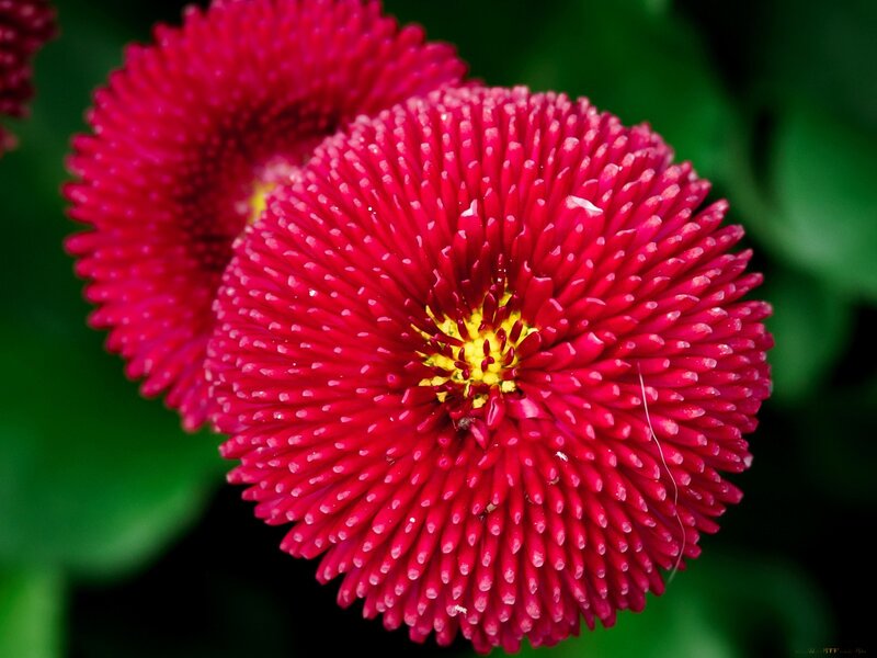 Red Daisy-like Flower