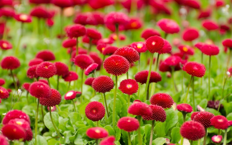 Red Daisy-like Flowers — Calm