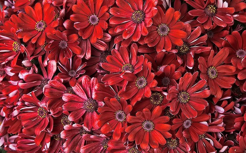 Red Daisy-like Flowers