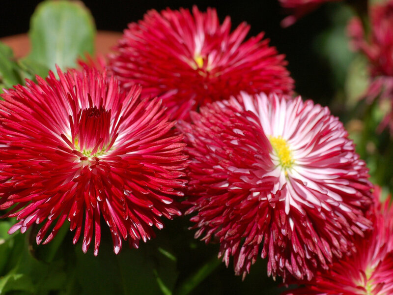 Red Daisy-like Flowers — Vibrant, Afternoon