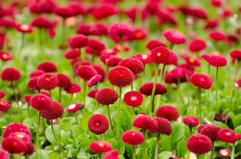 Red Daisy-like Flowers — Vibrant