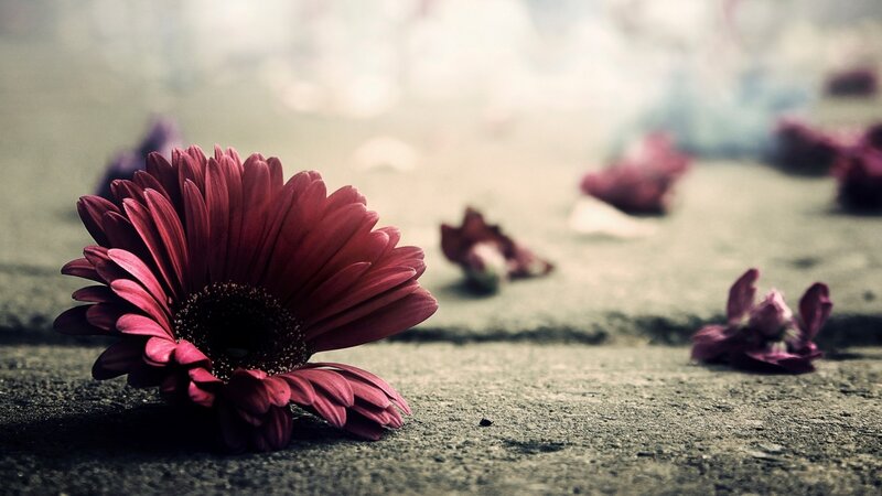 Red Daisy on Ground — Melancholic