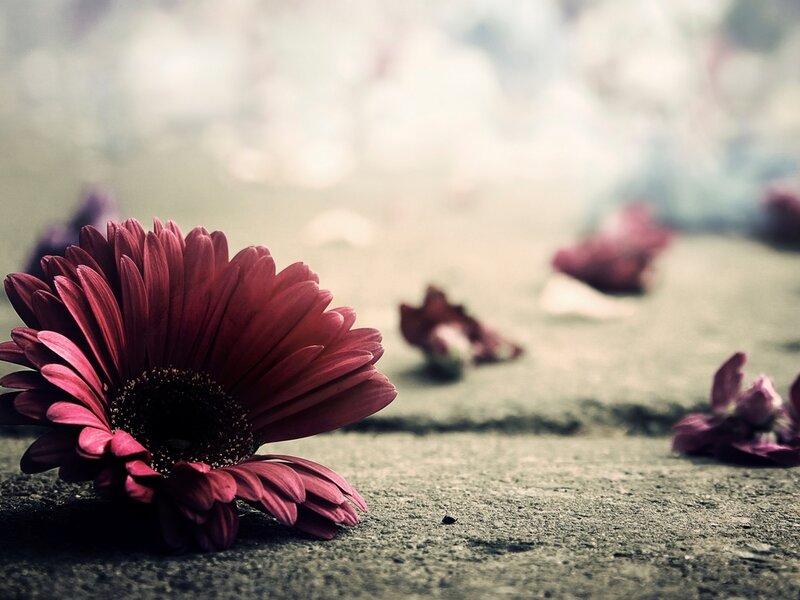 Red Daisy on Ground