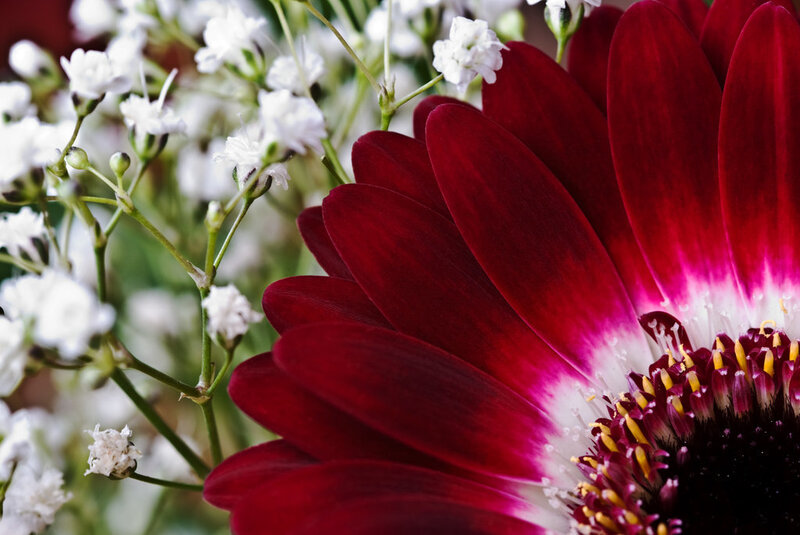 Red Daisy with Baby's Breath