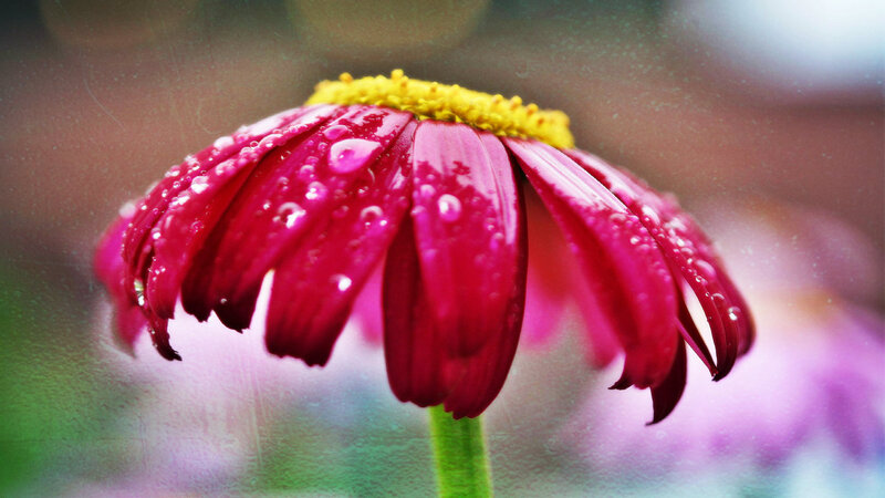 Red Daisy with Water Droplets