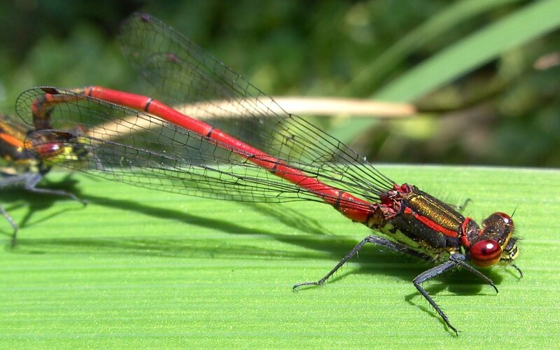 Red damselfly on green leaf