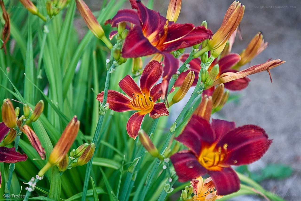 Red daylilies in bloom