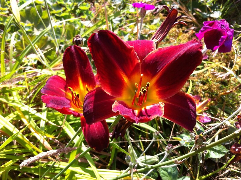 Red Daylilies in Garden — Natural