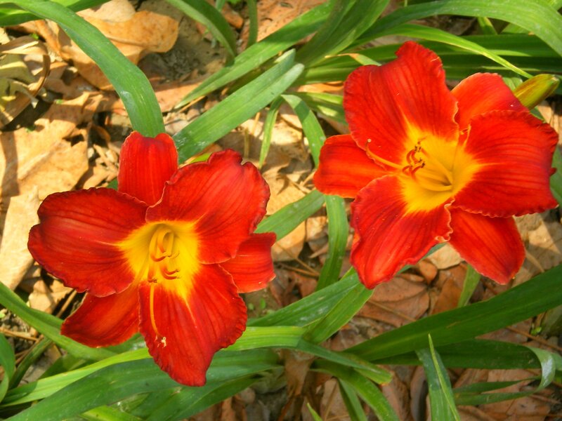 Red Daylilies in Garden