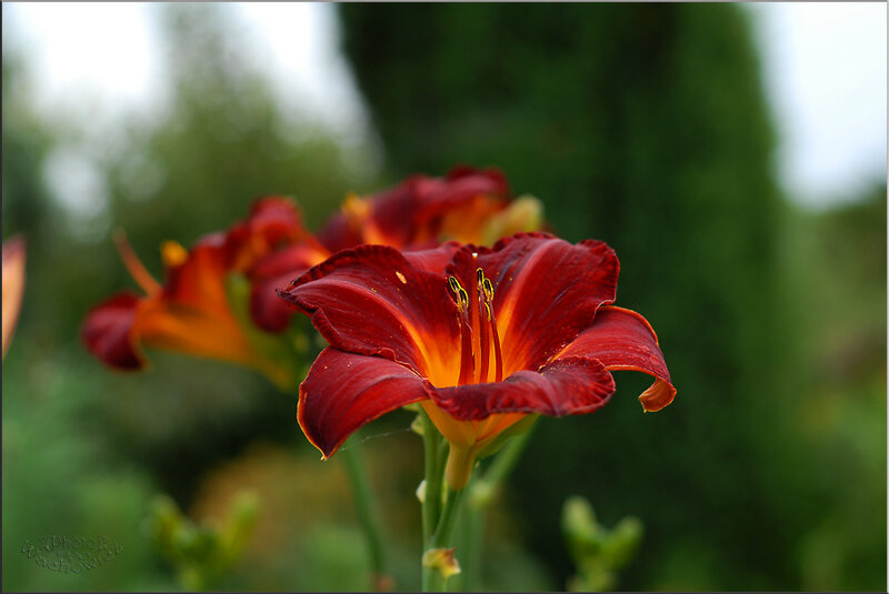 Red Daylily Flower — Calm
