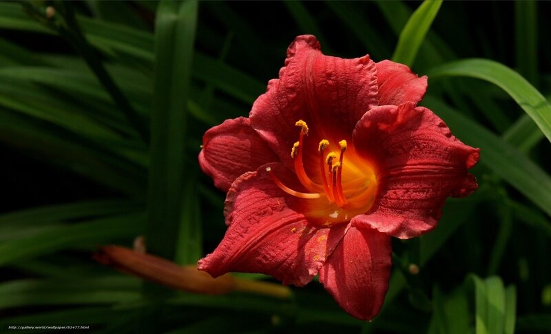 Red Daylily Flower — Dramatic, Afternoon