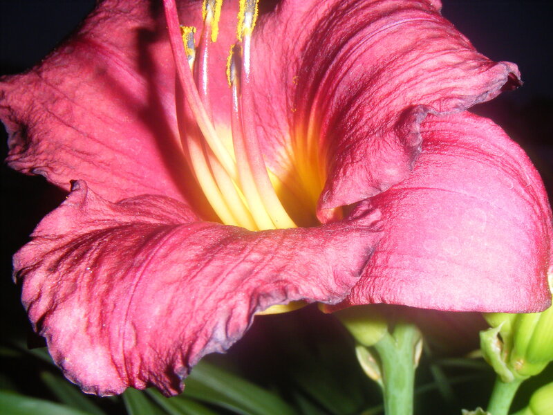 Red Daylily Flower — Dramatic