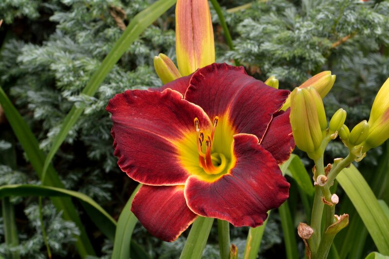 Red Daylily Flower — Natural, Afternoon, Photograph, Buds