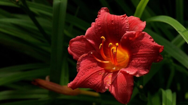 Red Daylily Flower — Natural, Afternoon