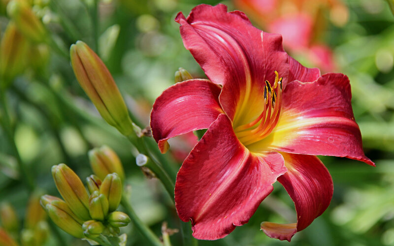 Red Daylily Flower — Natural